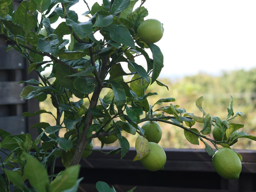 טאטיאמה Hillside Inn Sirocco מראה חיצוני תמונה
